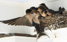 5 dấu hiệu nhà vượng khí, vào ở là giàu, gia chủ khỏe mạnh