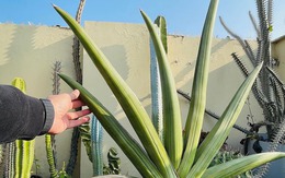 6 cây NASA khuyên trồng trong phòng khách