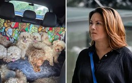 Nuôi tới 79 con chó trong nhà, người phụ nữ bị phạt hơn 400 triệu đồng