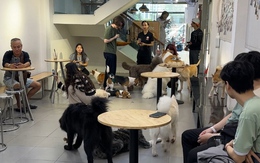 Quán cà phê thú cưng lúng túng khai báo việc nuôi chó, mèo