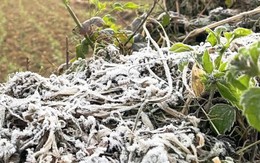 Cao nguyên đá Đồng Văn rét dưới 1°C, băng giá trắng xoá xuất hiện