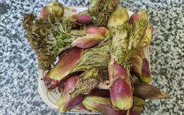 Loại rau người Trung Quốc ví là “cao lương mỹ vị số 1 thế giới”: Mọc hoang đầy Việt Nam, ít người biết