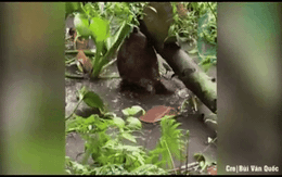 Trái mít rung chuyển không ngừng sau cơn mưa lớn: Sự thật bên dưới khiến ai cũng ngạc nhiên