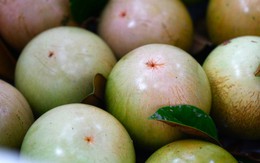 Loại quả “nông dân cứ trồng là có tiền” của Việt Nam được Mỹ cấp phép nhập khẩu lần đầu tiên