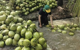 Dừa tươi rớt giá thê thảm