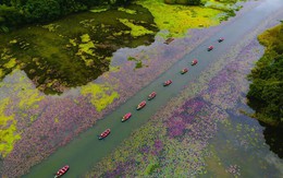 Tam Cốc ngọt lịm mùa hoa súng