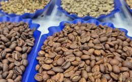 Giá cà phê hôm nay 30-11: Một tuần lạ lùng