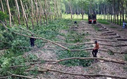 Đồng Nai: Phê bình UBND xã Đồng Tâm, Tân Lợi, Nghĩa Trung