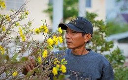 Thủ phủ mai vàng miền Trung thất thu nặng sau thiên tai kép