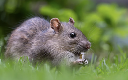 Loại cây vừa đẹp mắt vừa đuổi chuột cực tốt: Người Việt biết trồng từ trăm năm trước