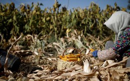 Sau đất hiếm, Trung Quốc siết xuất khẩu mặt hàng góp phần nuôi sống thế giới, làm rung chuyển thị trường lương thực toàn cầu