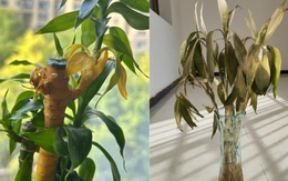 Cây trúc may mắn bị “cấm cửa” vì 4 lý do này: Hãy nghe lời khuyên của tôi - đừng trồng nó nữa!