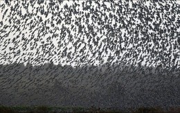 Hàng triệu con chim có hành vi lạ trên bầu trời, nhà khoa học cảnh báo: Dấu hiệu chẳng lành cho nhân loại