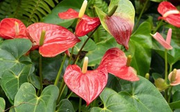Loài cây giúp gia chủ "đổi vận": Cây càng thịnh người vượng, tình tài đỏ rực như son