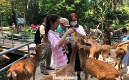 Bất ngờ doanh thu của vườn thú từng bị 'sờ gáy' vì nợ thuế