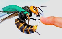 Vụ hai cha con Hiệu trưởng QSI tử vong vì ong bắp cày: Nguyên tắc sơ cứu sống còn khi gặp “sát thủ rừng xanh”