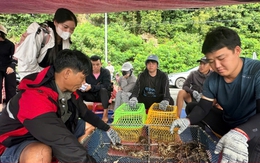 Giá tôm hùm tại Đắk Lắk giảm trước bão số 13 Kalmaegi