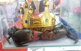 Người nuôi cua ở Cà Mau nói về việc săn lùng "vua cua" nặng trên 1,4 kg