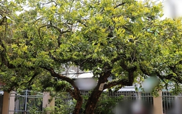 Không phải mê tín, đây là 3 loại cây càng trồng càng may mắn, đẹp sang hơn cả hoa, được nhà giàu thích mê