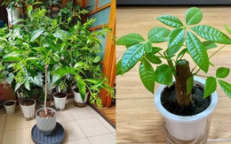 Phong thủy cảnh báo: 5 loại cây tuyệt đối không nên đặt ở phòng khách, kẻo “rước xui xẻo” và mất lộc trong nhà