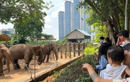 Thảo Cầm Viên Sài Gòn bỏ túi 450 triệu đồng/ngày