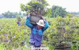 Nông dân trồng mai Tết tất tả 'chạy bão'