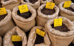 Mỹ giảm thuế suất từ 20% xuống 0%, cà phê Việt Nam đứng trước cơ hội vàng bứt phá tại thị trường lớn nhất thế giới?