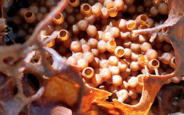 Người đàn ông đi rừng, mang con vật bé tí ti về thuần dưỡng: Ai ngờ thu được “vàng lỏng” 1,5 triệu đồng/lít