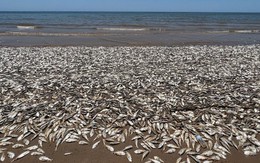 Hàng triệu con cá đang gặp hiện tượng lạ bên bờ biển, chuyên gia cảnh báo: Chuyện này có thể gây ra hậu quả khủng khiếp cho nhân loại