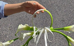 Bó hoa cưới 1,2 triệu “khổ nhất mạng xã hội”: 1 người chê, vạn người tranh cãi