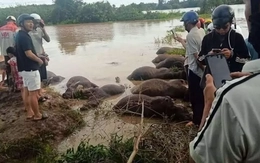 Xót xa hàng chục con trâu ở Đắk Lắk bị ngạt nước chết do bão số 13