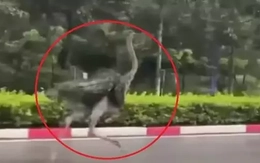 CLIP: Chim ‘khổng lồ’ bất ngờ chạy trên đường phố TPHCM