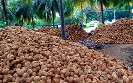 Một 'sản vật' triệu USD của Việt Nam được Mỹ, Trung Quốc ồ ạt thu mua, nước ta là nhà xuất khẩu top 5 thế giới