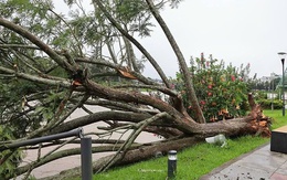 Ảnh hưởng bão số 13, cây phượng tím quý giá, đẹp nhất Đà Lạt bật gốc