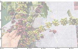 Giá cà phê hôm nay 8 -11: Quay đầu tăng mạnh