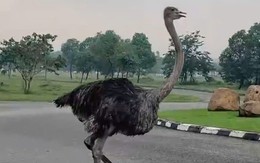 Số phận của con đà điểu xổng chuồng lao vun vút giữa đường phố TP HCM