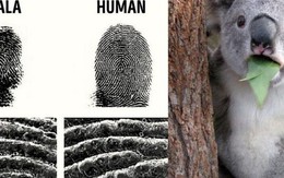 Những sự thật kỳ lạ trên thế giới mà ai cũng nghĩ là "fake", nhưng hóa ra thật 100%