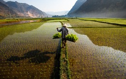 Nói "Việt Nam nuôi cả thế giới" không phải là cường điệu