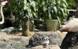 Những 'bé' thú quý hiếm chào đời ở Thảo Cầm Viên Sài Gòn