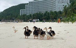17 con vịt bị lũ cuốn trôi vào resort của ông Phạm Nhật Vượng: Vinpearl Nha Trang tổ chức thi đặt tên, thưởng 17 cặp vé