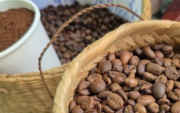 Giá cà phê hôm nay 1-12: Dồn dập thu hoạch và khuyến cáo quan trọng
