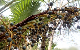 Loại quả xưa không ai thèm nhặt, giờ thành đặc sản “ăn vào nhớ mãi không quên”: Tốt như thuốc quý, bổ dưỡng đủ đường