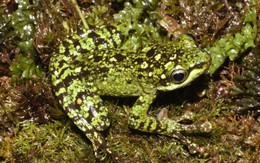 Bí mật dưới khe suối VQG Hoàng Liên: Lộ diện "kho báu sống" thế giới chưa từng biết đến