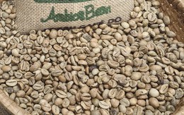 Giá cà phê hôm nay 10-12: Cắt mạch giảm sau 6 phiên