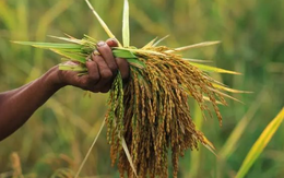 Ông Trump vừa cảnh báo tăng thuế với trùm xuất khẩu gạo của châu Á: Đang bị áp thuế 53%, là nhà cung cấp lớn thứ 2 cho Mỹ