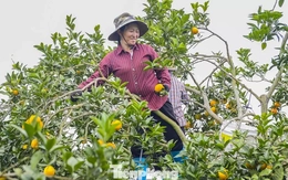 Bội thu loại cam đặc sản nổi tiếng Thanh Hóa