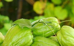 Đến mùa đông là phải ăn loại rau được cho là chứa lượng selen ‘gấp 50 lần hành tây’, chị em đổ xô mua vì nhiều lợi ích không ngờ