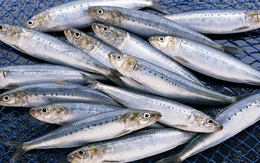 Ra chợ gặp loại cá này thì mua ngay kẻo tiếc: Cá tự nhiên ít nuôi nhân tạo, không nhiễm thủy ngân