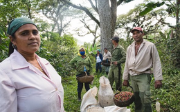 Sau cú bắt tay với gạo Việt Nam, Cuba hợp tác thúc đẩy sản xuất loại nông sản 'vàng treo trên cây' nhưng kém thành công: sản lượng đã giảm 1 nửa trong 5 năm qua