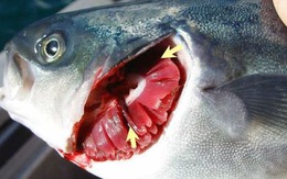 7 dấu hiệu cho thấy cá nhiễm ký sinh trùng, tuyệt đối không mua